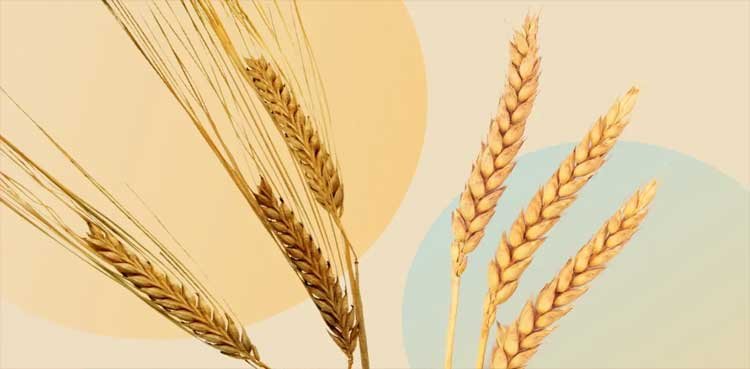 PM launches new wheat policy to raise farmer income, safeguard food supply PM launches new wheat policy to raise farmer income, safeguard food supply