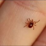 congo virus advisory ahead of eidul adha 2026