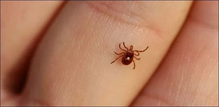 congo virus advisory ahead of eidul adha 2026