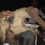 camel brutally tortured in tharparkar