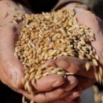 kp wheat reserves drop to 189,000 tonnes amid supply concerns