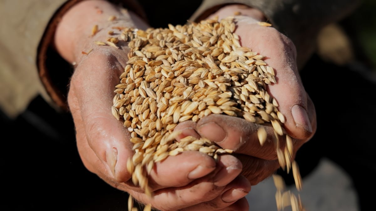 kp wheat reserves drop to 189,000 tonnes amid supply concerns