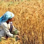 punjab, kp take u turn on wheat imports, slash demand by 200,000 tonnes