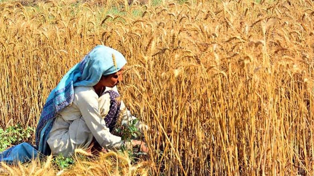Punjab, KP take U-turn on wheat imports, slash demand by 200,000 tonnes